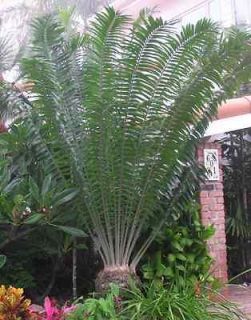   gratus Mulanje Cycad FAST Grow Live COLD HARDY Plant Cactus Palm