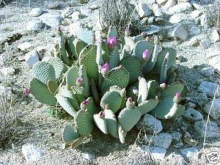Opuntia basilaris Hardy Beavertail Cactus SEEDS