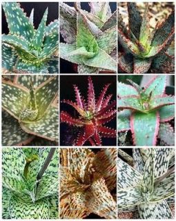   MIX exotic cultivar good color cacti rare cactus aloes seed 10 SEEDS