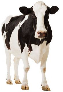 TRADITIONAL DAIRY COW LIFESIZE CARDBOARD CUTOUT STANDEE