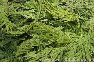 Cedar Tips Natural, Decorative Botanical Potpourri Ingredients Wreaths 