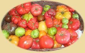 22 different Tomato seeds for 2013