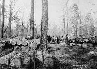   Logging Lumberjacks Scene felled trees horse drawn equipment photo