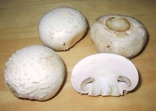   Cultivation Growing Culture Spawn Making 35 bk Mushrooms Fungi Edible