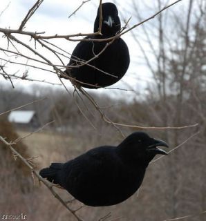 crow decoys in Decoys