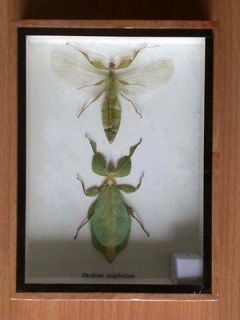 PAIR Leaf Bug INSECTS TAXIDERMY in WOODEN BOX #R573