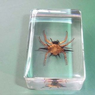 Newly listed 1 Real Insect Specimen Collection Insect Amber Spider