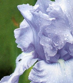 reblooming iris in Flower Bulbs, Roots & Corms