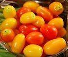 Grape Tomato Jelly Bean Red & Yellow Tomato Seeds WE HAVE MANY OTHER 