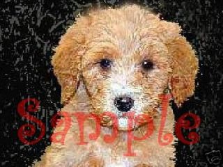 CUTE LABRADOODLE PUPPY DOG Custom Italian Charm doodle