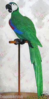 Robert D. Staller Signed Realistic Carved and Painted Parrot on 