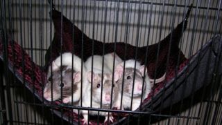 Pet Rat Hammock,Ferret​, Rabbit, Chinchilla,Cat​, 5 Sizes