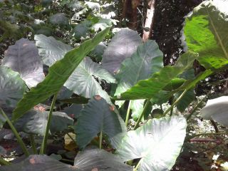 Live Plant   Alocasia Calidora, Elephant Ear. From 9 Inches to 7 Feet 
