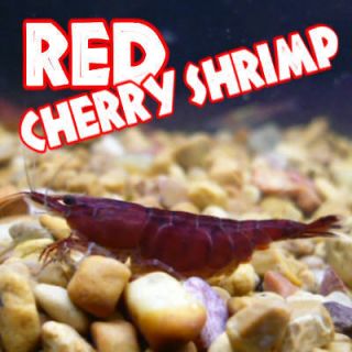 LIVE RED CHERRY SHRIMP ~ freshwater fish tank & aquarium pets