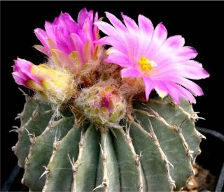 Geohintonia Mexicana exotic cactus succulent seeds~Not Aztekium or 