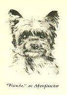 Affenpinscher   Vintage Dog Print   1940 Diana Thorne