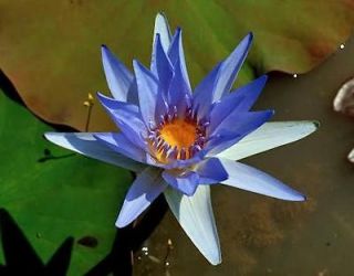 Blue Nymphaea Caerulea Plant Seeds * Labeled Packets with Directions