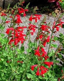SALVIA DARCYI Galeana Red Sage HARDY *hu​mmers* 10 seeds