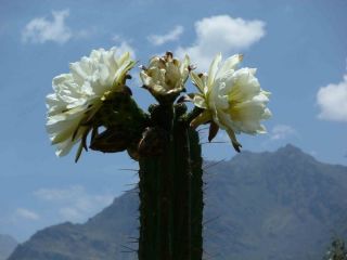 20 KK338 TRICHOCEREUS PERUVIANUS VAR. HUANCAYO ~ Peruvian Torch Cactus 