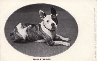 Antique Postcard Pitbull French Bulldog Boston USA dog