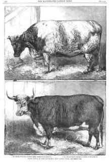 Farming 1862 CATTLE.Shortho​rn + Hereford. Old Antique Print.
