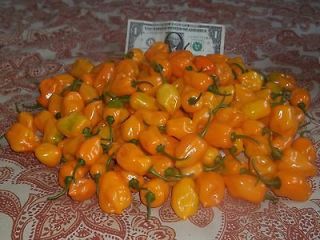 Orange Habanero pepper seeds 20+ seeds per package (almost a super hot 