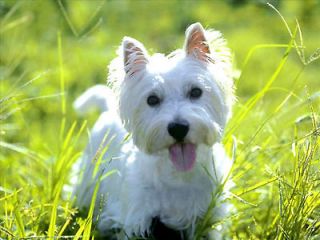  Dog Puppy West Highland Terrier Puppies Greeting Notecards/ Envelopes