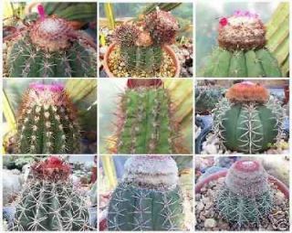 Melocactus VARIETY MIX exotic cacti turks cap rare cactus semi seed 