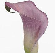 Newly listed Blooming Size Rare Bulb Captain Samur Calla Lily