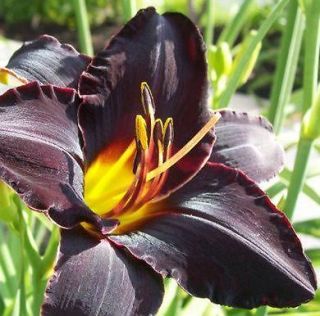 Black Hybrid Hemerocallis Plant Seeds * Labeled Packets with 