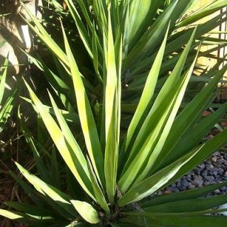   SWORD 9+ PUP PLANT CUTTING★Bayone​t~Dagger Yucca Succulent~Tree