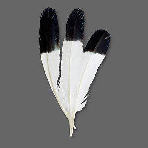 Big White with Black Tip Imitation Eagle Feathers 10  14 inches Long