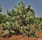 Nopal Juice Concentrate 100 Prickly Pear Cactus New