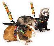 Ferret or Rat Medium COMFORT HARNESS with STRETCHY LEAD