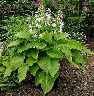 Hosta Invincible  glossy green fast grower *fragrant* 35+ seeds sun 