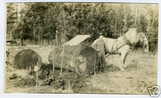 1910 AZO RPPC Man & Horse Removing Massive Stump
