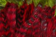 RED GRIZZLY ROOSTER SADDLE FEATHERS SET 10 HAIR EXTENSION BLACK 