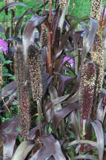 BARON Purple Majesty Ornamental Grass millet 50 SEEDS