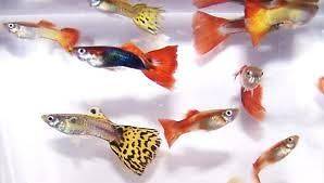   Assorted FANCY Guppy Fry Live Tropical Aquarium Fish Young FRY Guppies