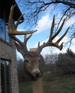   Large 12 Point Whitetail Deer Head Mount Taxidermy, Long Tines