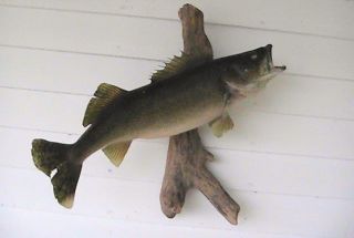 VERY LARGE VINTAGE WALLEYE FISH MOUNTED ON DRIFTWOOD GREAT CONDITION