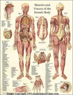 Female Muscles and Viscera Human Anatomy Laminated Poster Wall Chart