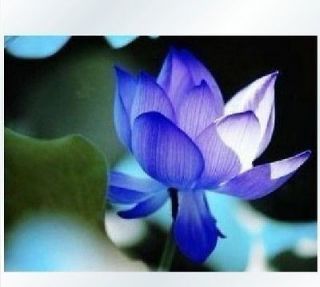   Chinese Lotus Seeds Nelumbo Nucifera Blue Water Lily Pond Plant Sacred