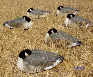 canada goose decoys in Goose