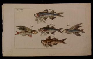 Various colorful fish 1812 Vienna color plate detailed