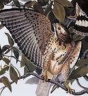 Ltd Ed Loates Audubon CAROLINA TURTLE DOVE Bird Print
