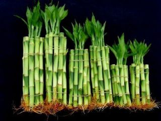 60 Stalks of straight Lucky Bamboo plant (4x20, 6x20 and 8x20)