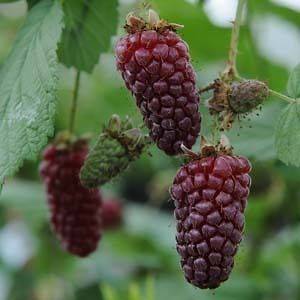   Island Tayberry Plant  20 Seeds  CrossBreed of Raspberry / Blackberry