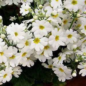 FAIRY PRIMROSE WHITE 50 SEEDS A FAVORITE CONTAINER PLANT IT CAN BE 