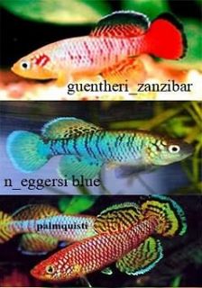 killifish eggs in Other